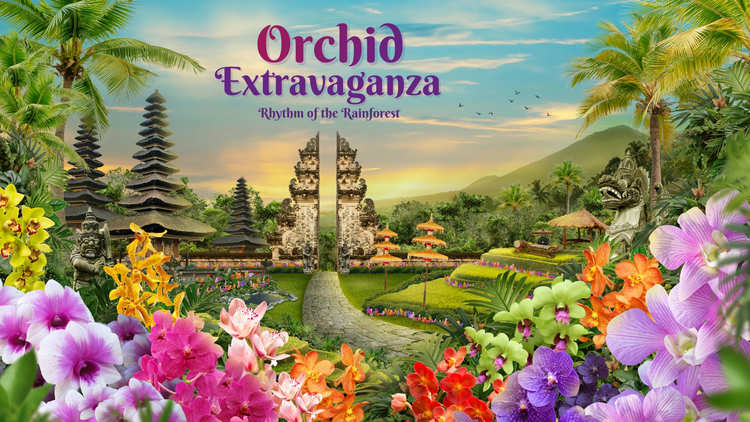 Orchid Extravaganza