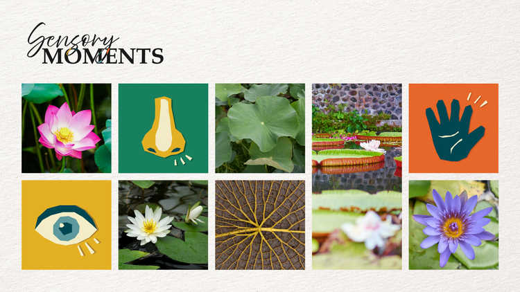 Sensory Moments – Lilytopia
