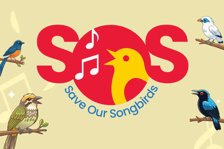 Save Our Songbirds