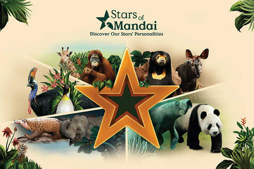 Discover Our Stars' Personalities