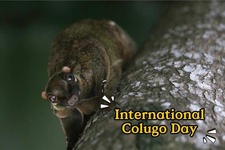 Colugo Discovery Booth
