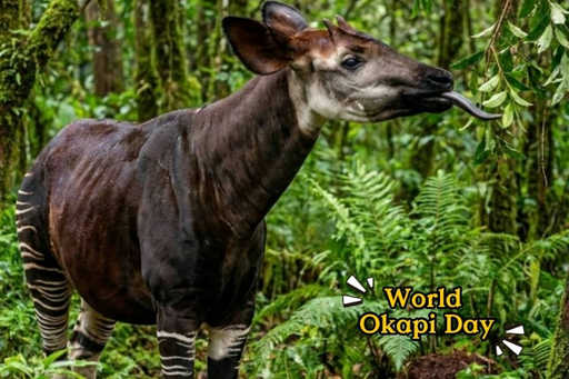 Okapi Discovery Booth