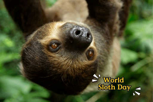 Sloth Discovery Booth