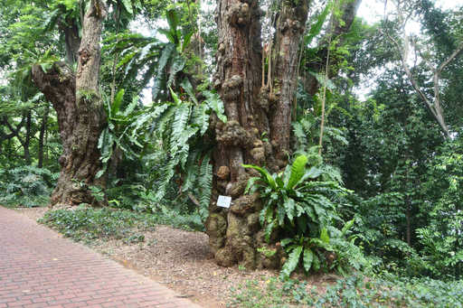 Trees of the Fort Guided Tour