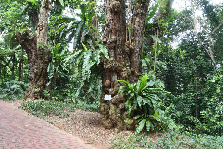 Trees of the Fort Guided Tour