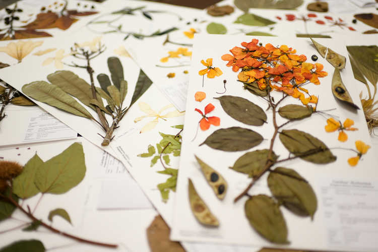 Race Against Time - Science Behind a Botanic Garden Tour (Heritage Festival 2026)