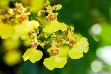Introduction to Growing Orchids