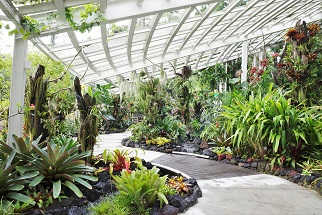 National Orchid Garden Korean Tour