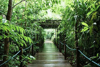 Rain Forest Tour