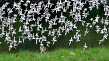 Wader Watch