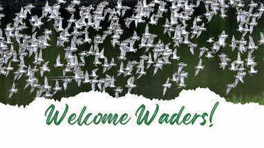 Welcome Waders!