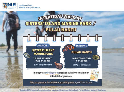LKCNHM Intertidal Walk to Sisters’ Island Marine Park / Pulau Hantu