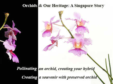 Orchids & Our Heritage: A Singapore Story (SGF Planter's Market)
