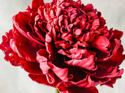 Create Your Own Edible Flower - Peony