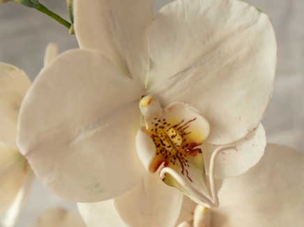 Create Your Own Edible Tropical Flowers - Phalaenopsis Orchid